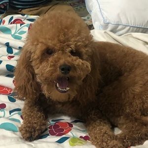 Meet your Posher, Zulema